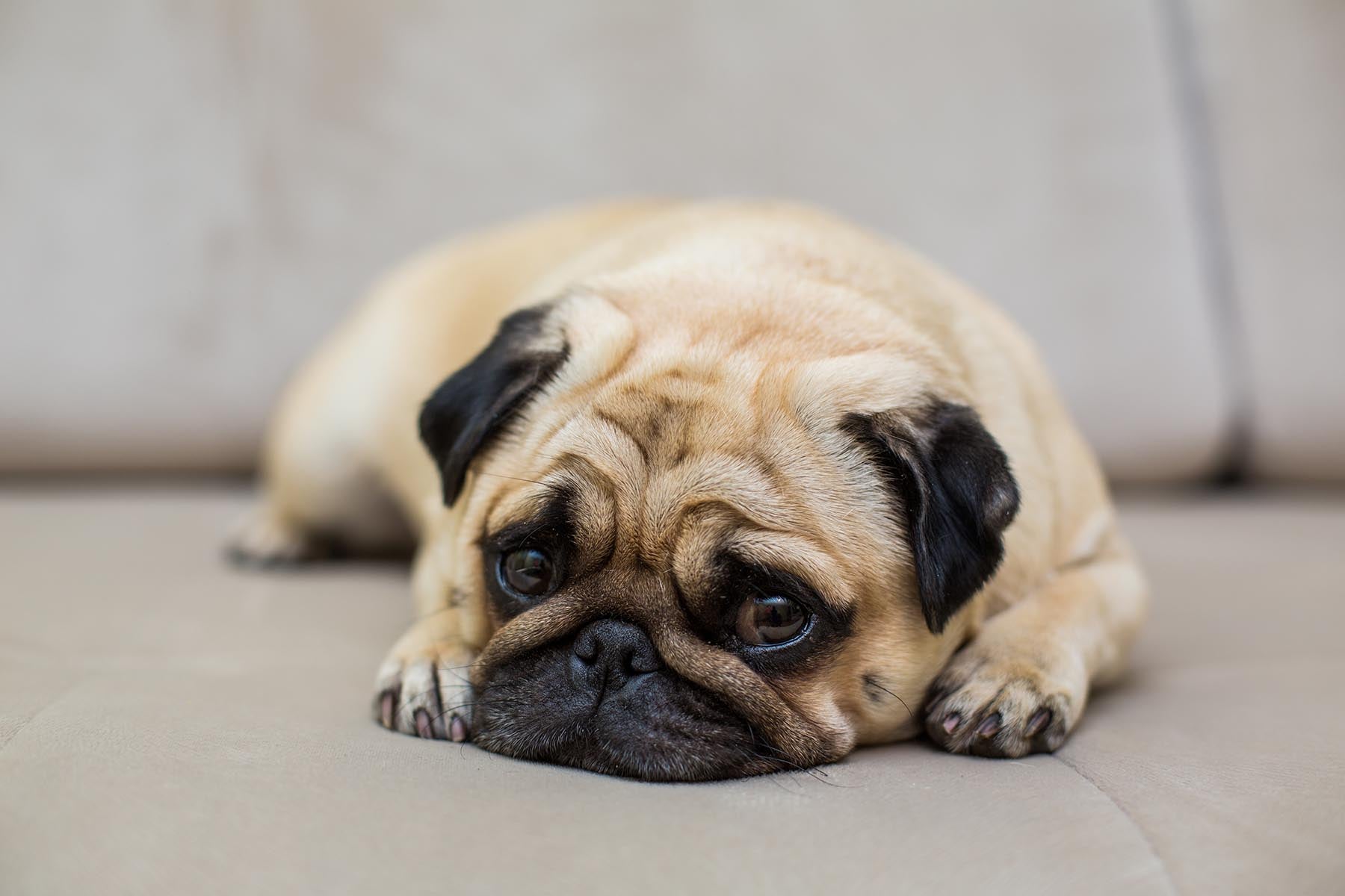 How to Recognize and Prevent Dog Boredom