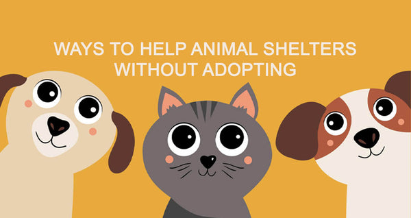 Ways You Can Help Shelter Animals Without Adopting