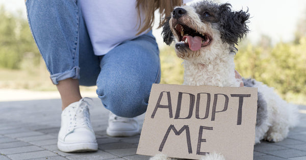 The Benefits of Adopting a Dog