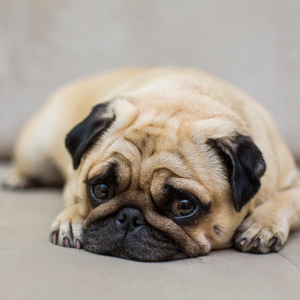 Bored Dogs: How to Recognize and Help Your Furry Friend –